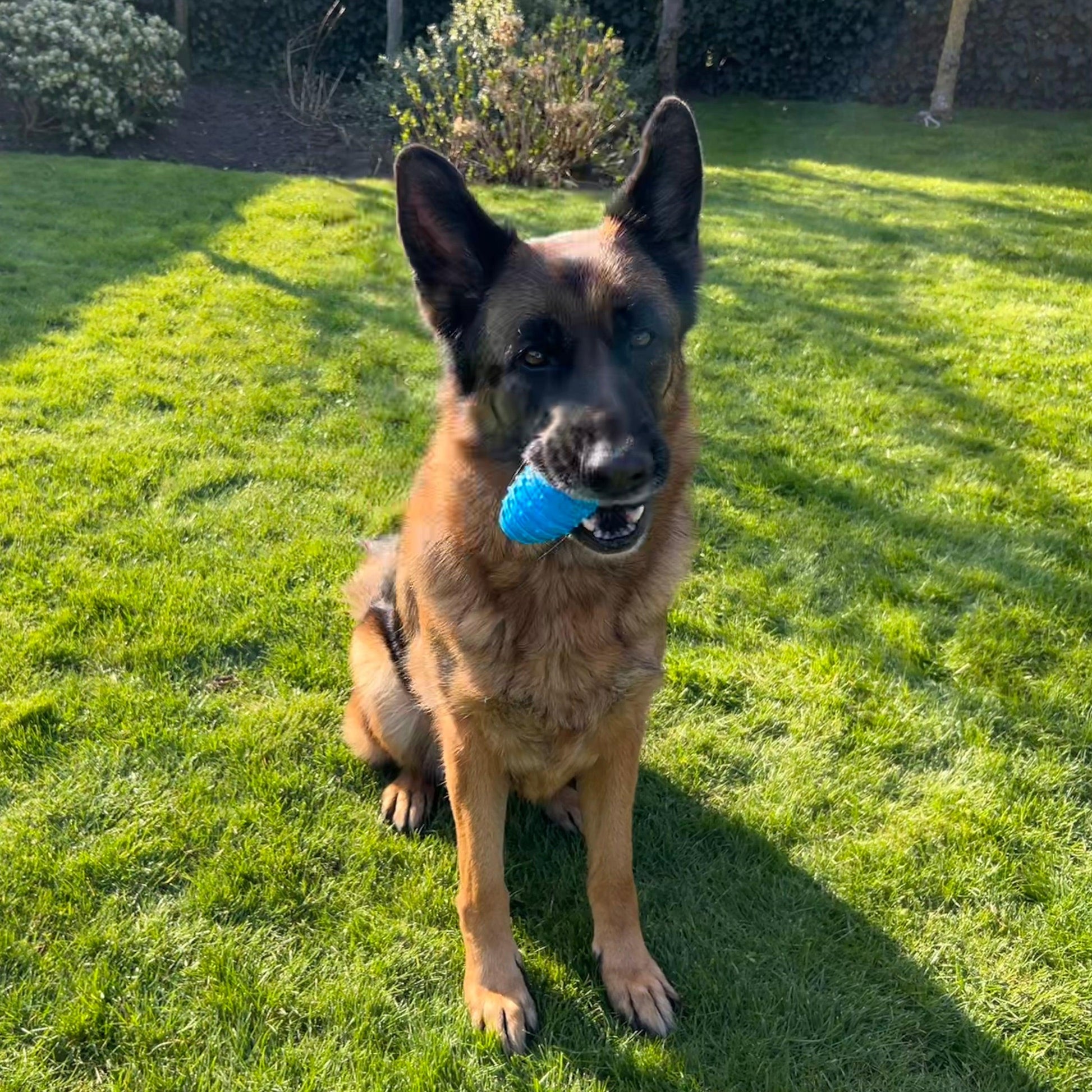 Duitse herder speelt met een blauwe rubberen rugbybal in de tuin.