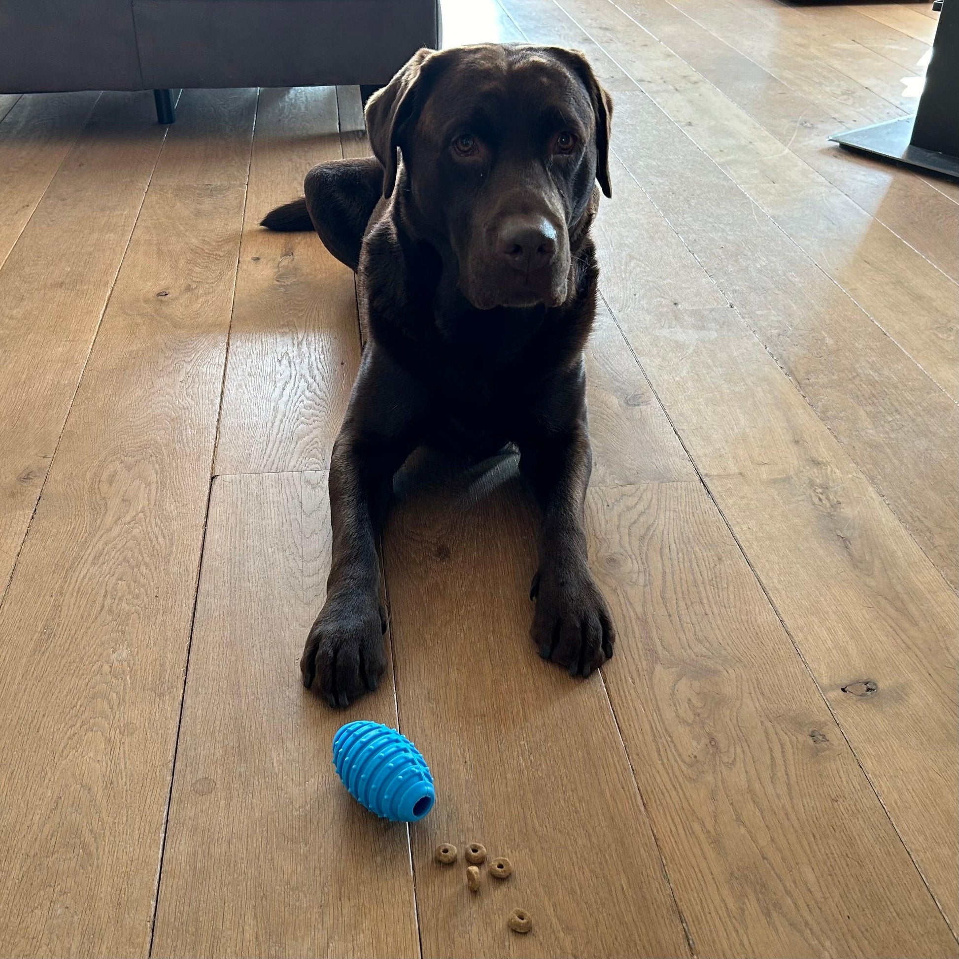 Labrador ligt op een houten vloer naast een blauwe rubberen rugbybal en hondenbrokjes.